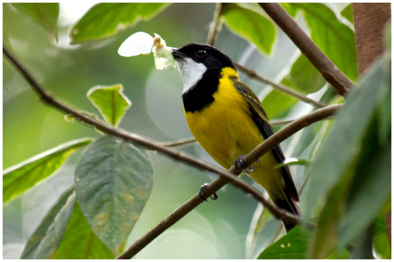 Siffleur dor - Pachycephala pectoralis - Golden Whistler - QLD