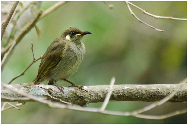 Mliphage gracile - Meliphaga gracilis - Graceful Honeyeater - QLD