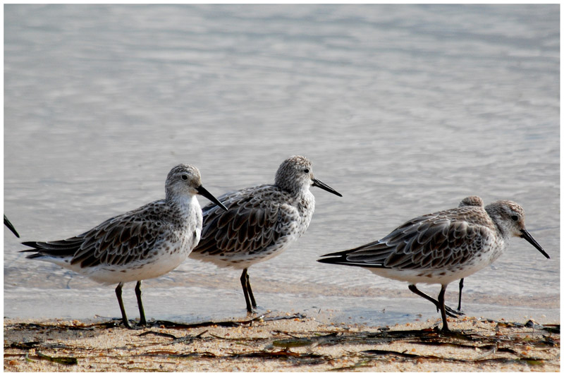 Bcasseau de lAnadyr - Calidris tenuirostris - Great Knot - QLD