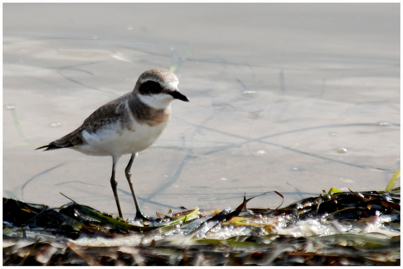 Pluvier de Leschenault - Charadrius leschenaultii - Greater Sandplover - QLD