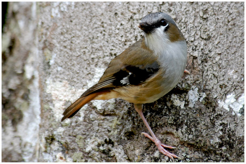 Miro  tte grise - Heteromyias albispecularis - Gray-headed Robin - QLD