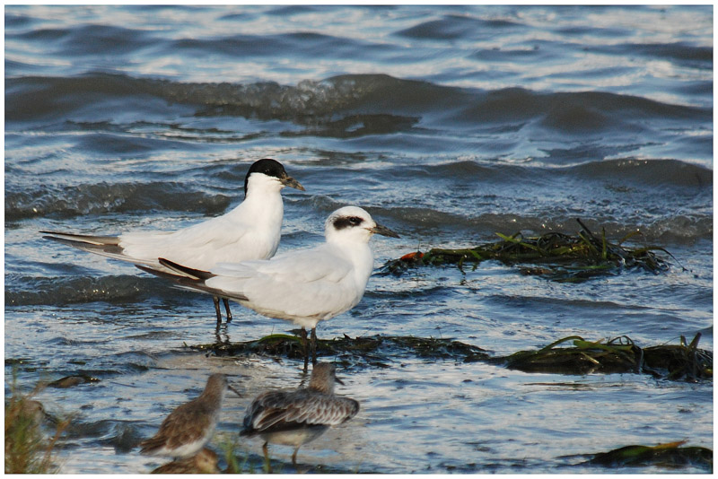 Sterne hansel - Sterna nilotica - Gull-billed Tern - QLD