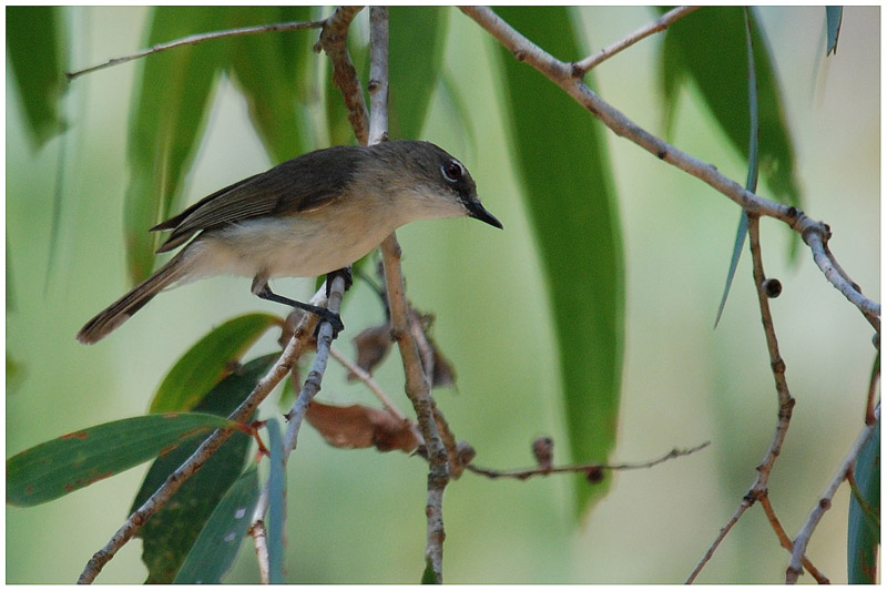 Grygone  bec fort - Gerygone magnirostris - Large-billed Gerygone - QLD