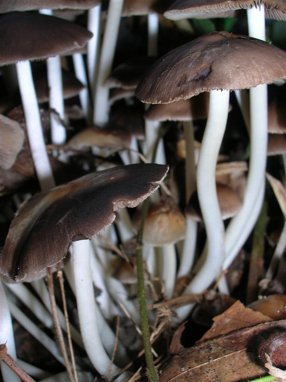 Fungi Forest