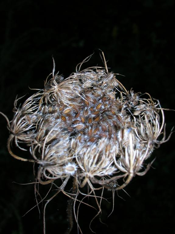 Basket of Seeds