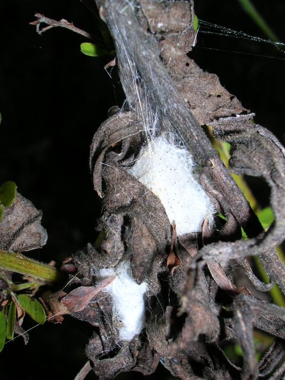 Insect Winter Home