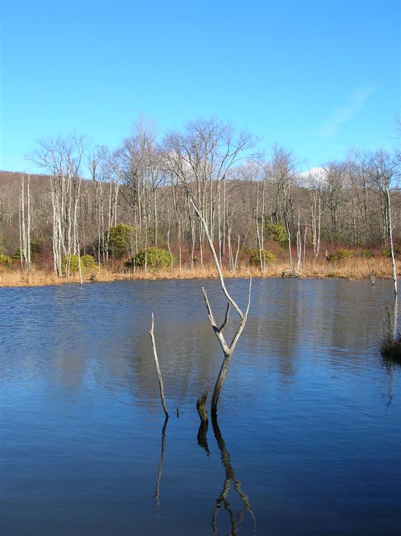 The Beaver Pond