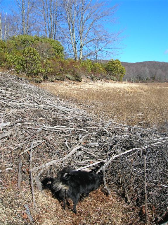 Chazzy Inspects Beaver Lodge