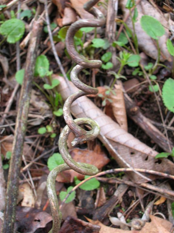 Corkscrew