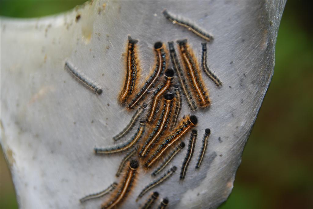 Tent Caterpiller