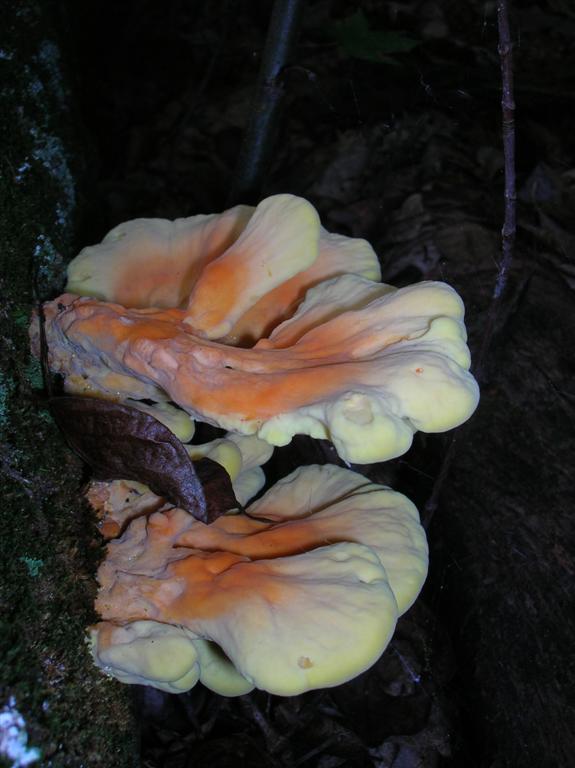 Shelf Fungi