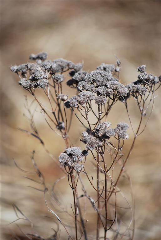 Gray and Brown