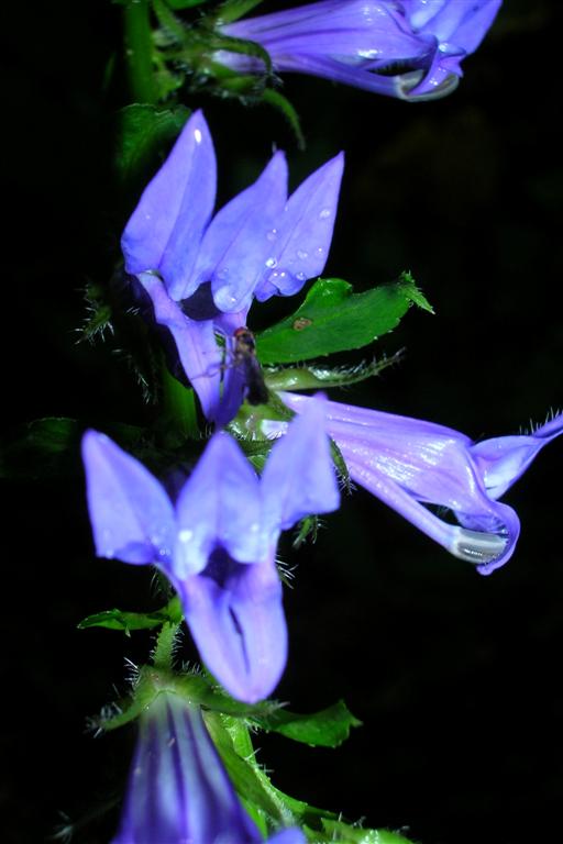 Lobelia