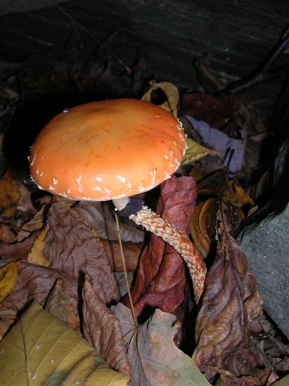 Late Fungi