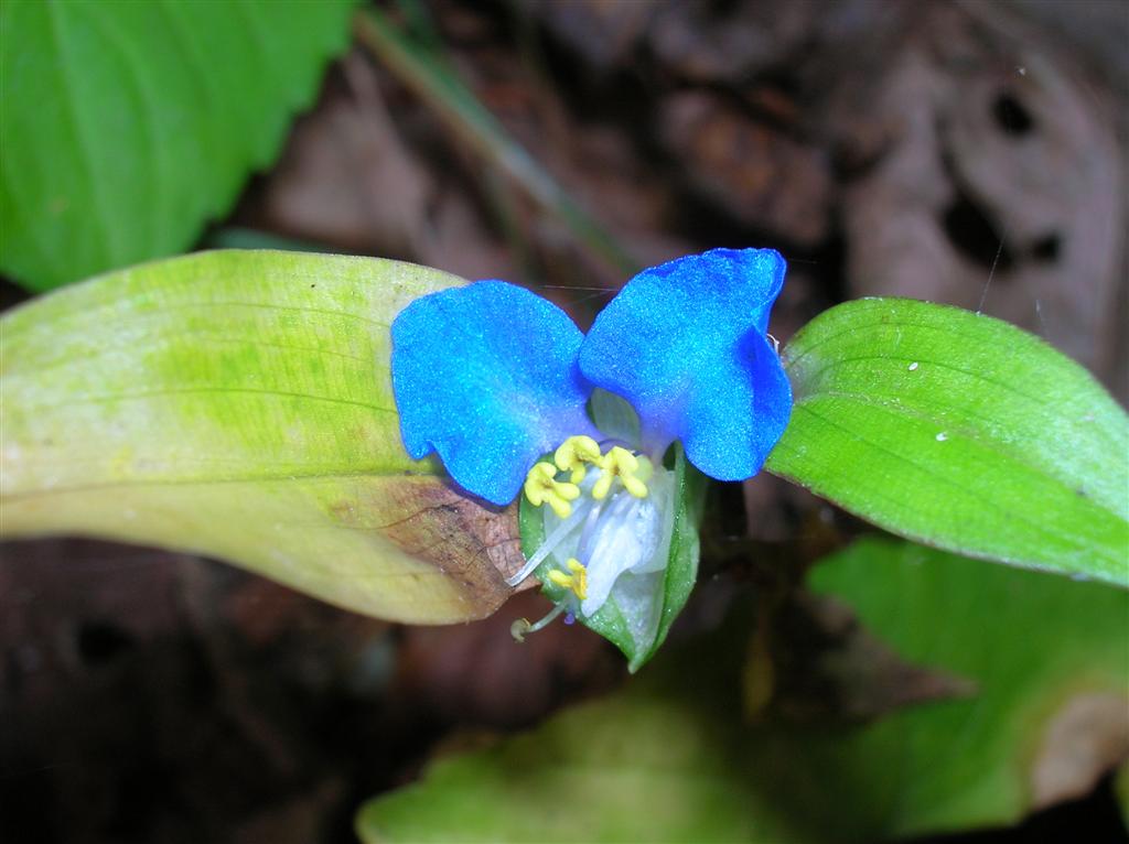 Asiatic Dayflower