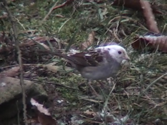 WT Sparrow 2