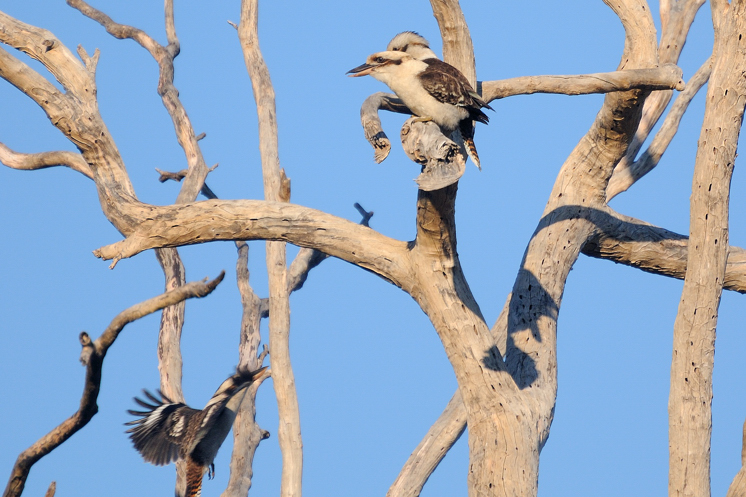 Kookaburras