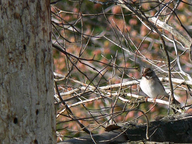 Pic094.jpg