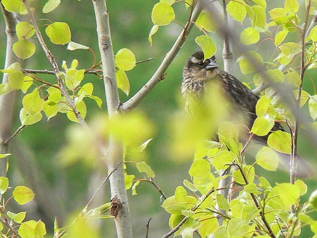 Pic202.jpg