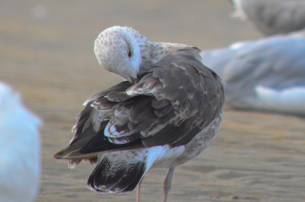 2nd yr lesser black-back sandy point PI