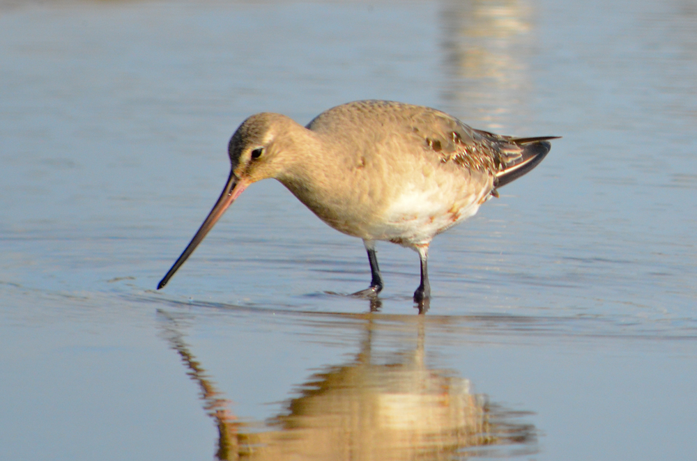 hudsonian godwit sandy point plum island