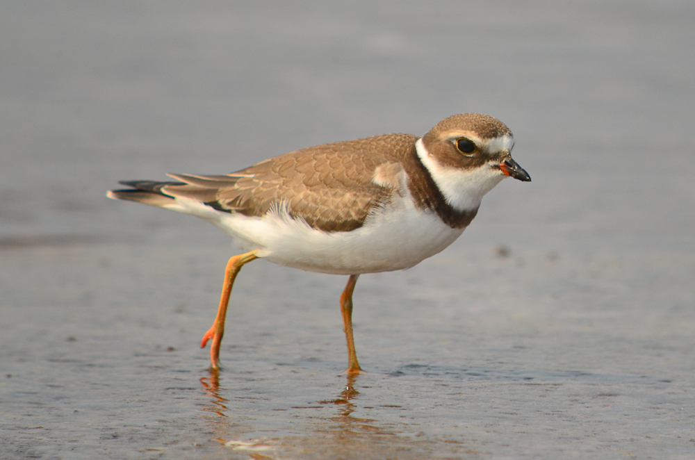 semipalmated plover juv. sandy point plum island