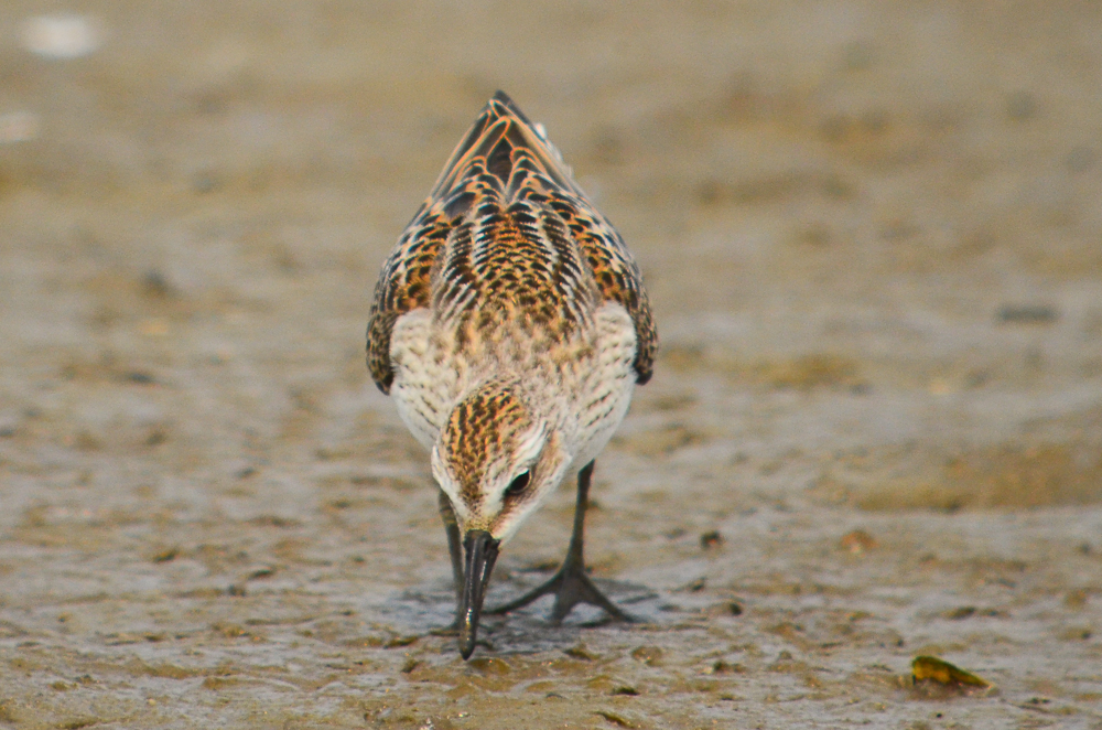 semipalmated sandpiper