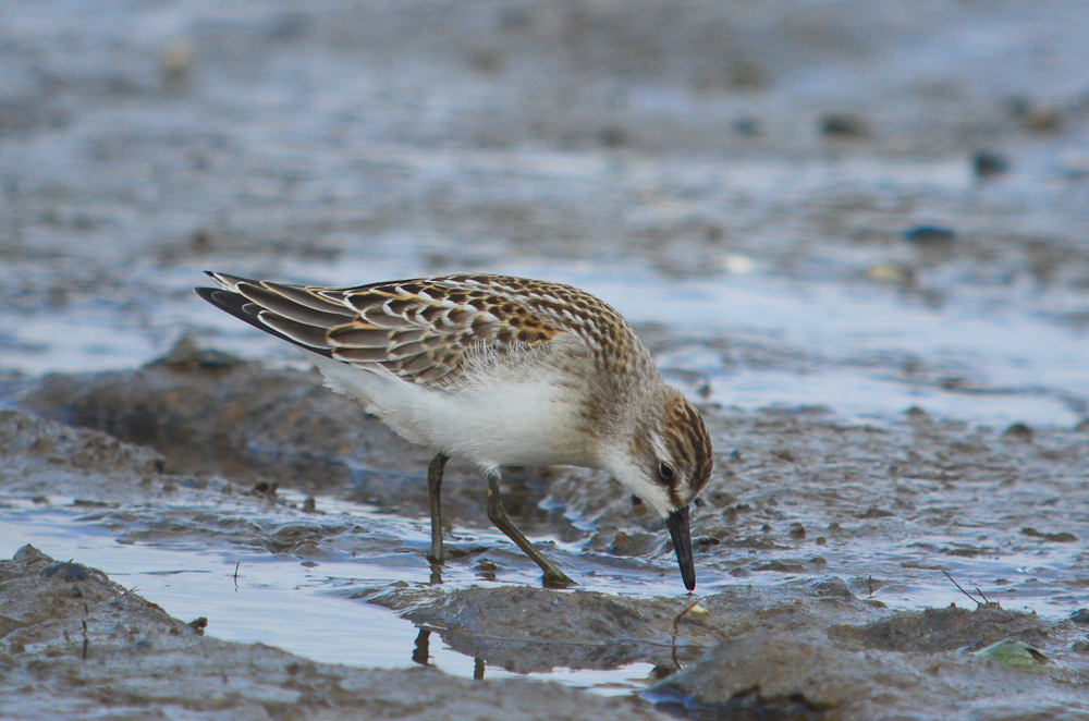 semipalmated sandpiper salisbury