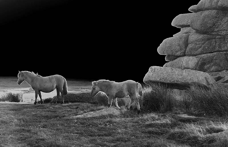 Dartmoor Ponies on Staple Tor