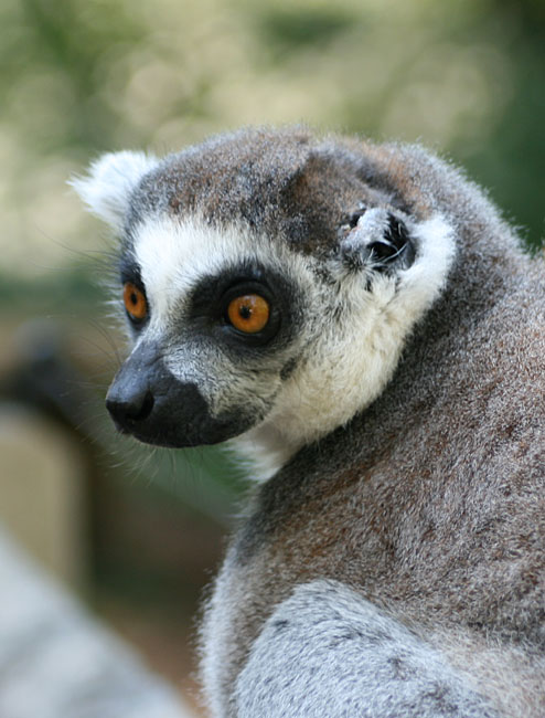 Ring Tailed Lemur