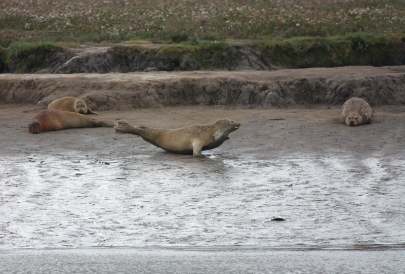 Seals Near Seal Sands