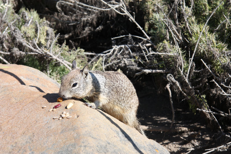 Ground Squirrel, Cambria
