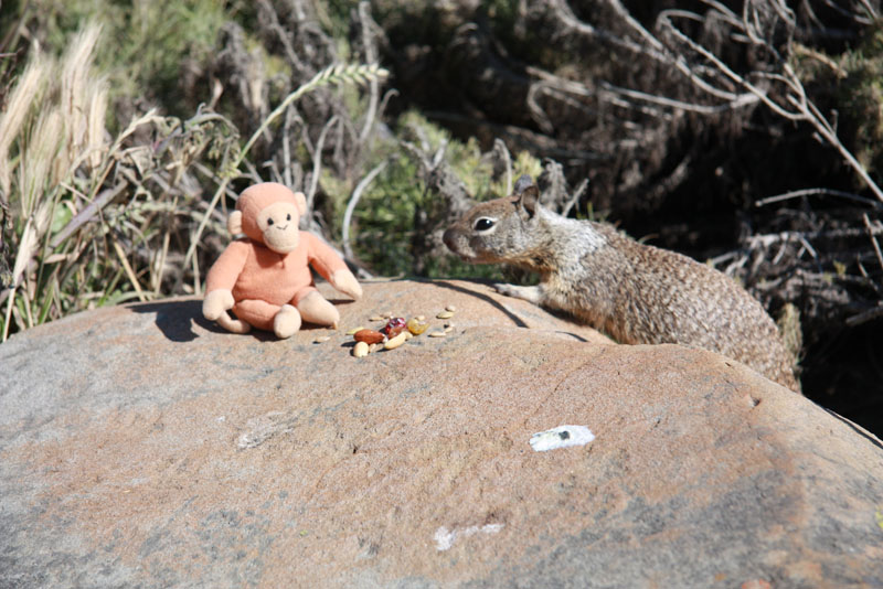 Monkey & Ground Squirrel, Cambria