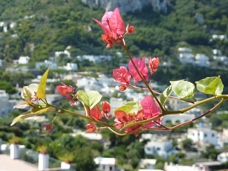 Capri