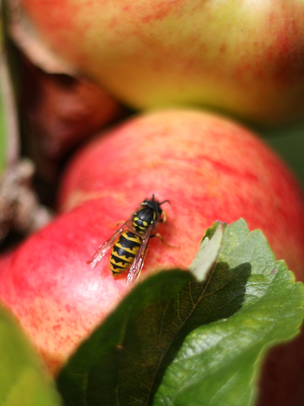 Wasp on an Apple