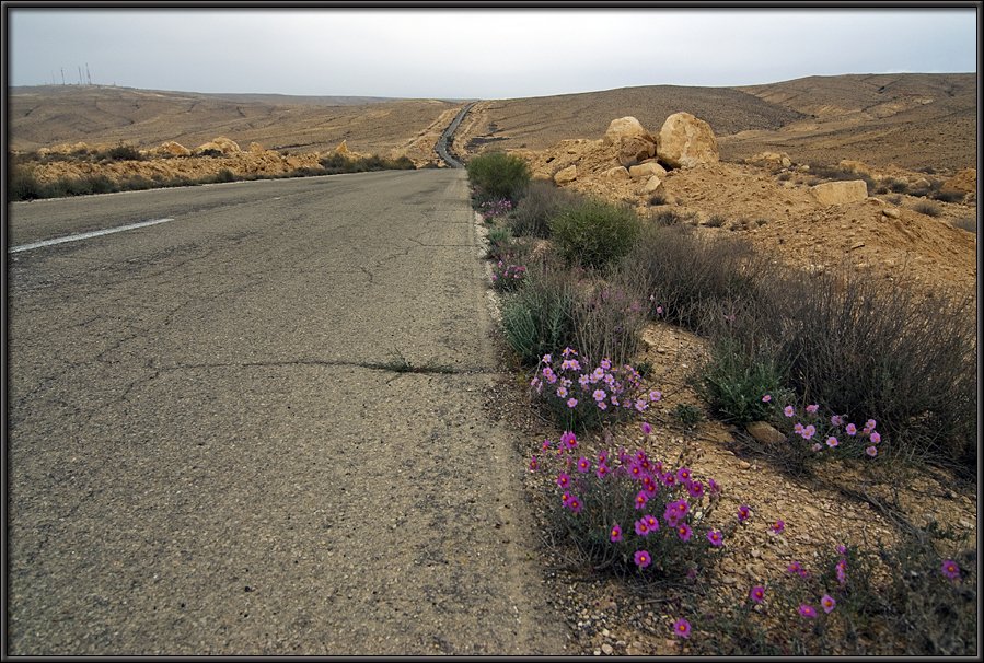 Flowers in the wilderness