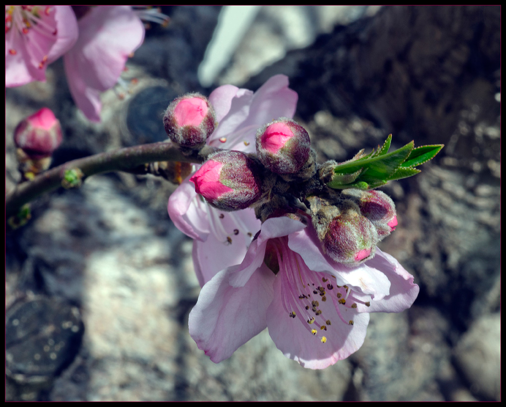 Peach Blossom