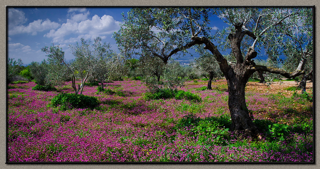 The 2011 spring panorama