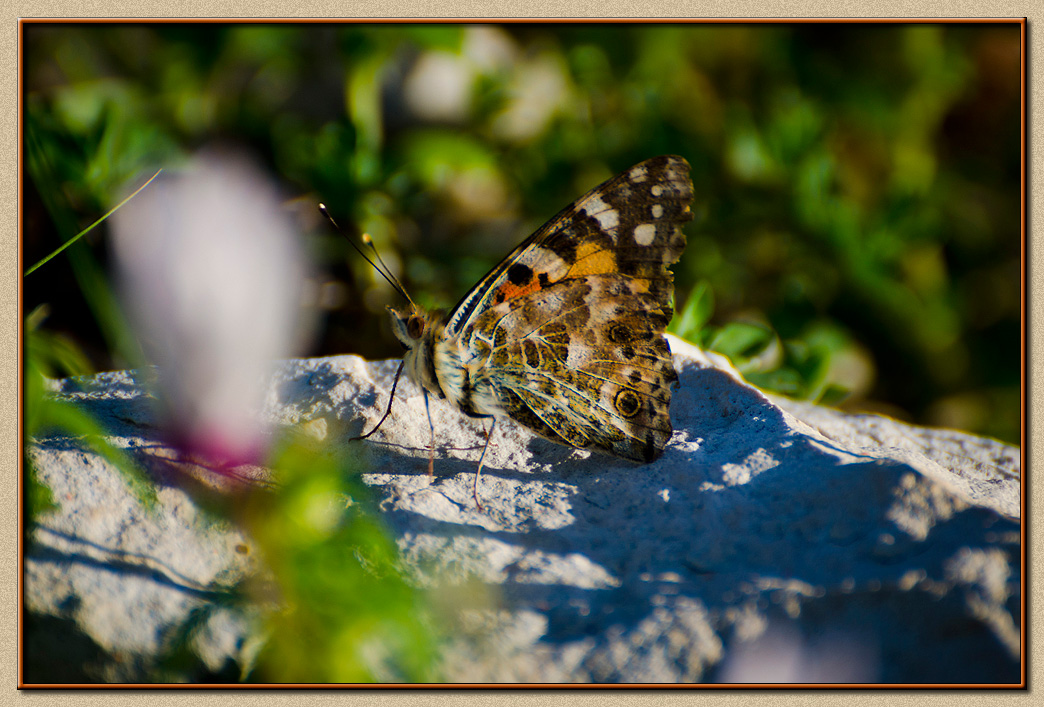 Madame Butterfly