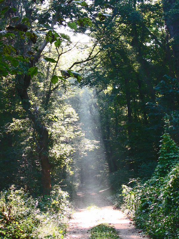 Spotlight on the Trail