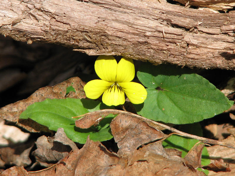 Halbred-leaved Violet