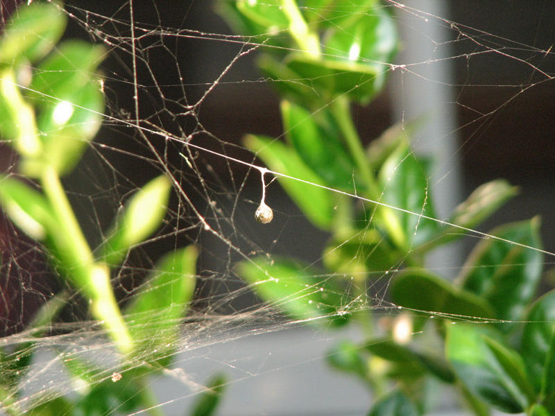 Captured in a tangled web