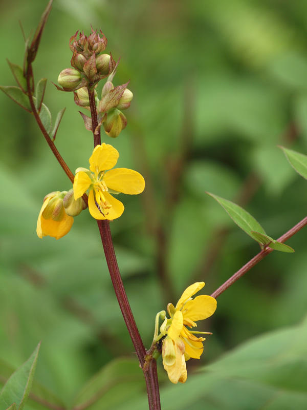 Flowers on the pathway