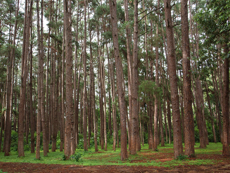 The pine trees