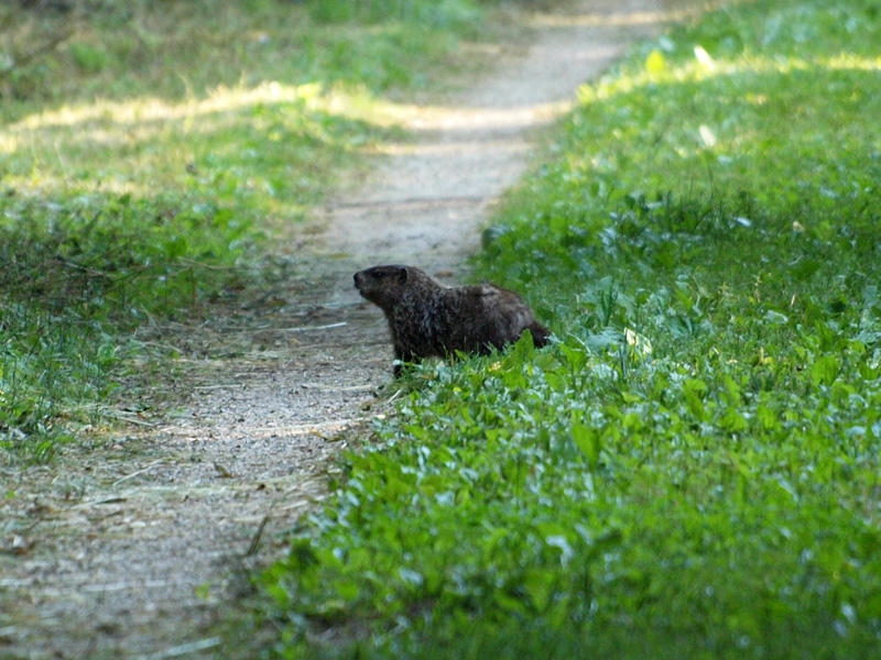 On the trail