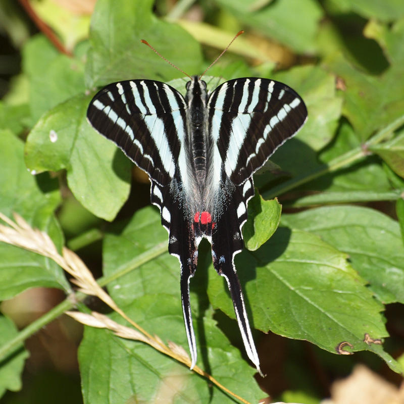 Swallowtail