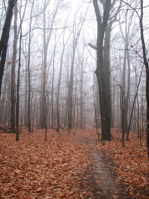 At the Entrance to Blockhouse trail