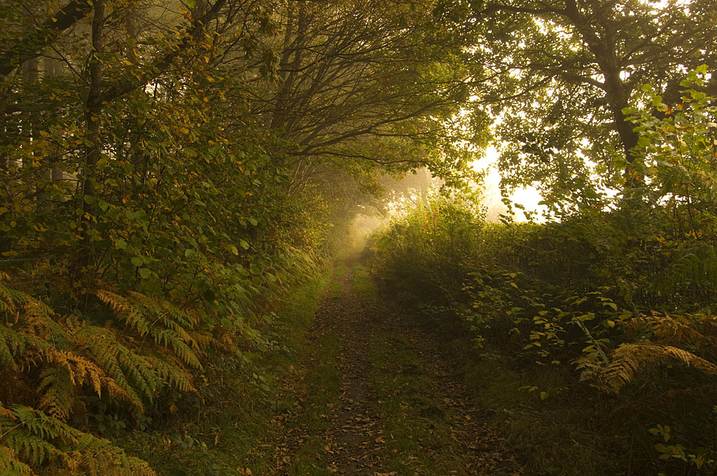 Autumnal pathway
