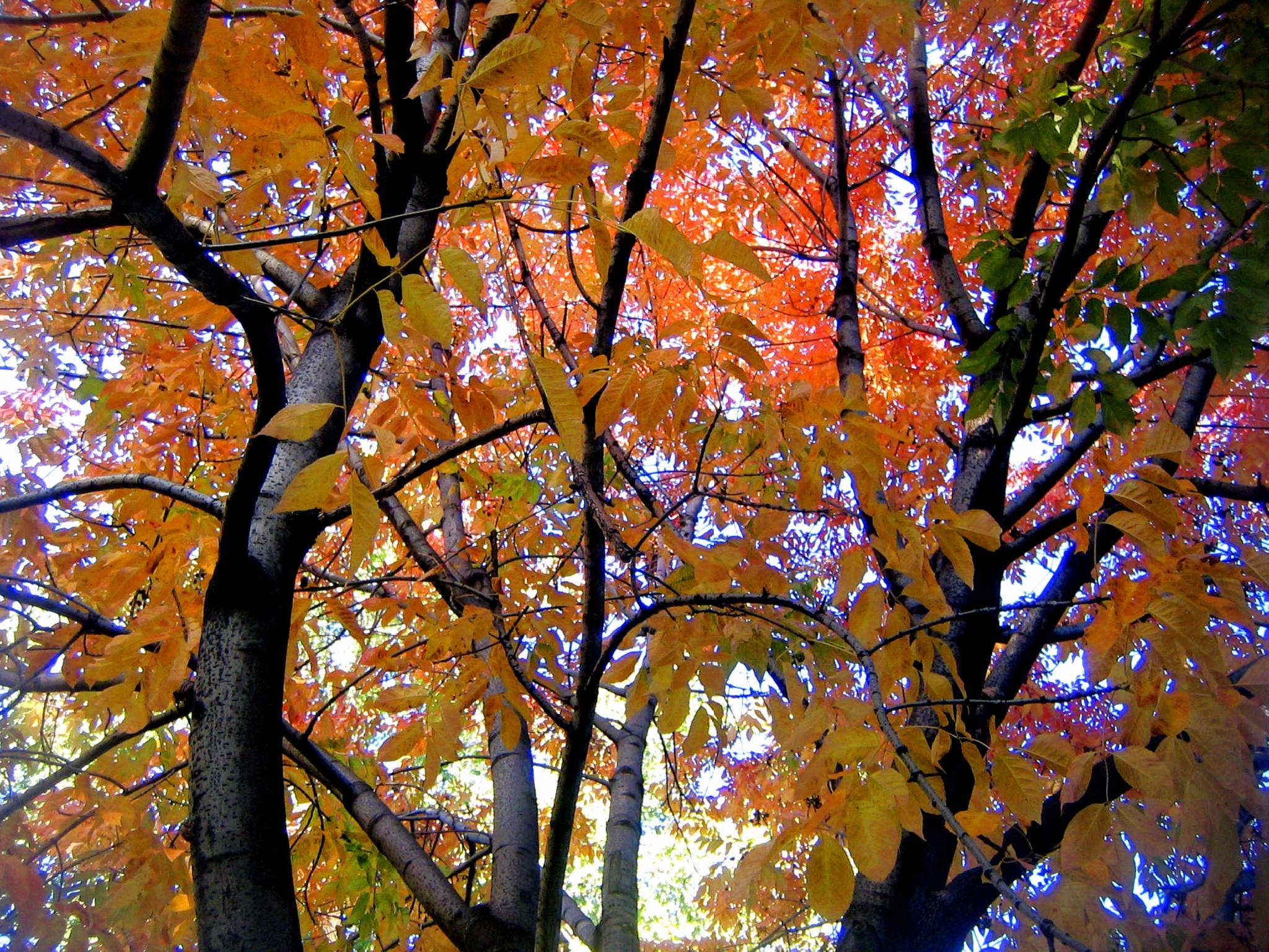 orange YOU glad october IS???!!! :):):) 