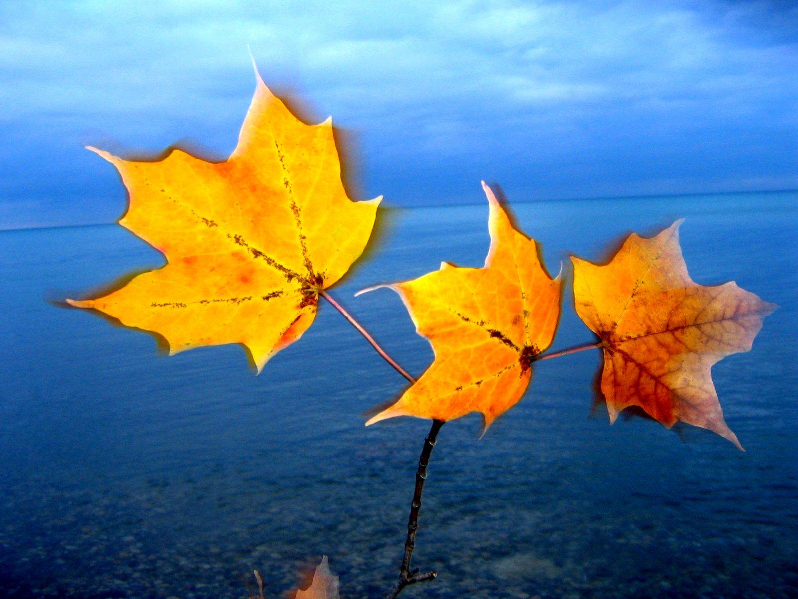 leafy pals dance at the lake shore...